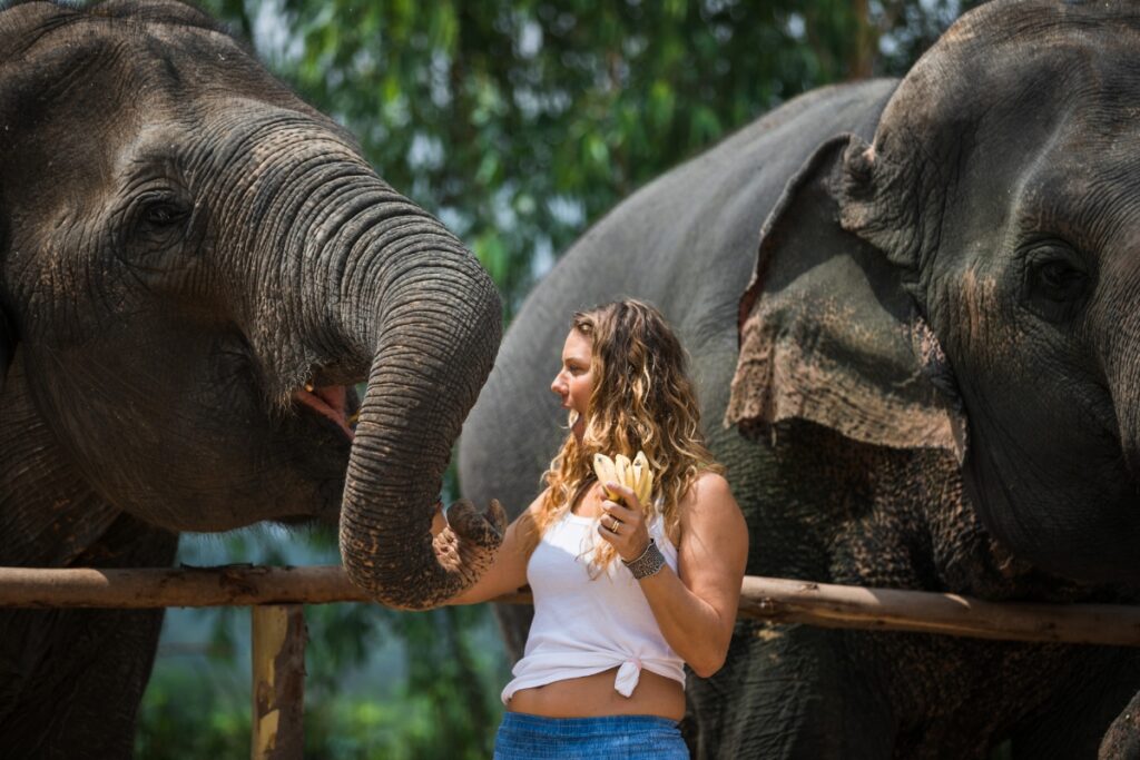 นักท่องเที่ยวกำลังป้อนกล้วยให้ช้าง ศูนย์อนุรักษ์ช้างไทย พัทยา