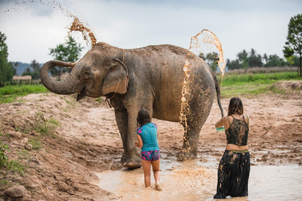 ช้างเล่นโคลนที่ ศูนย์อนุรักษ์ช้างไทย พัทยา