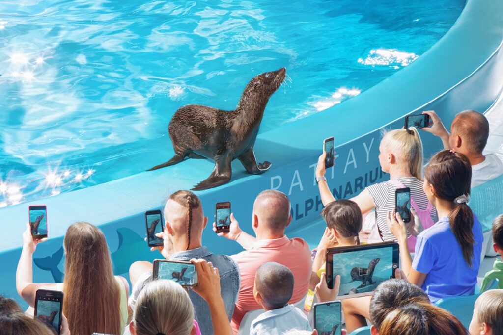 แมวน้ำกำลังแสดงที่ดอลฟินนาเรียมพัทยา