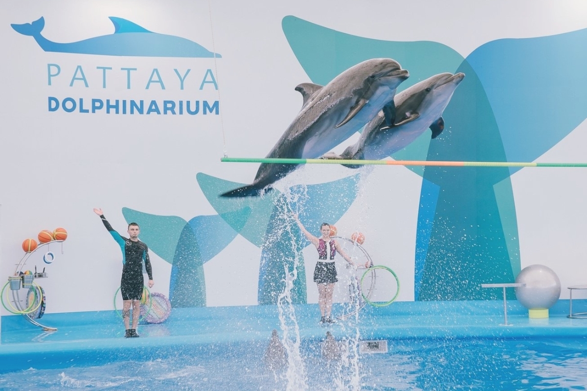 dolphins performing a trick at dolphinarium pattaya