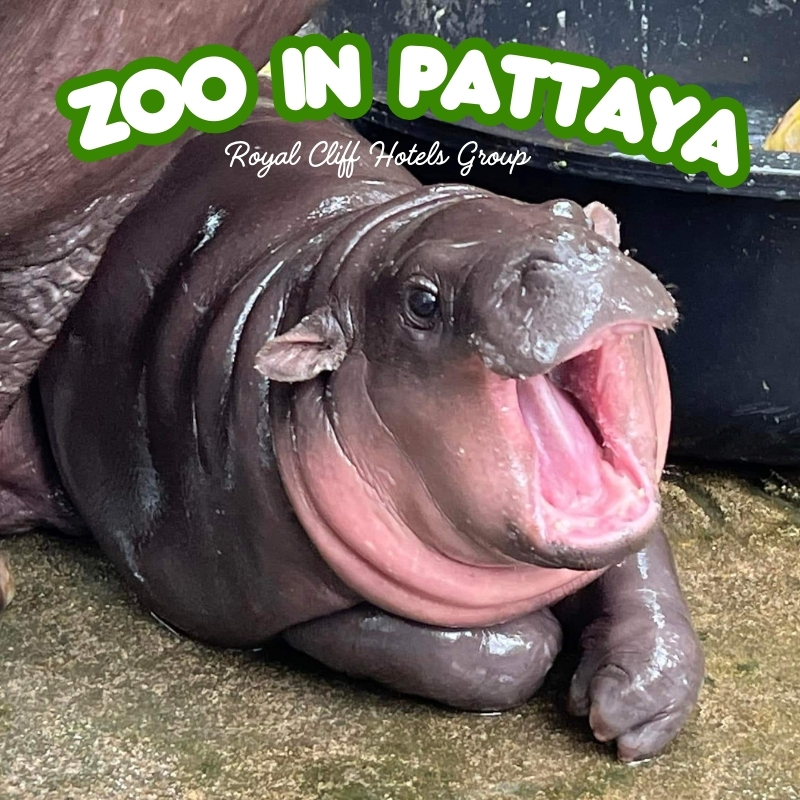 zoo in pattaya photo featuring moo deng