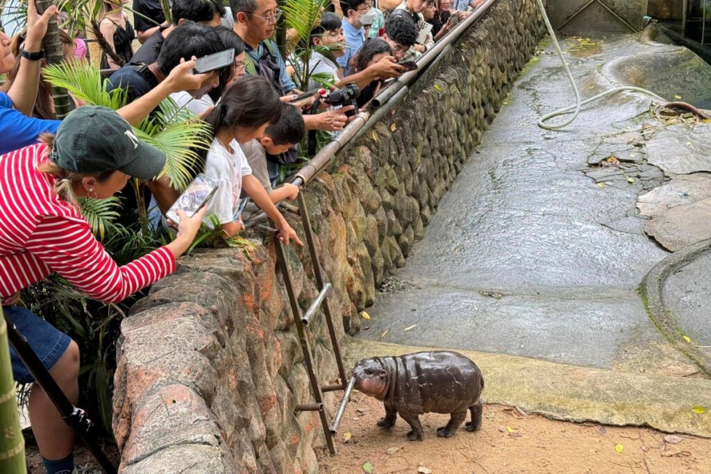 ชมความน่ารักของหมูเด้ง สวนสัตว์พัทยา