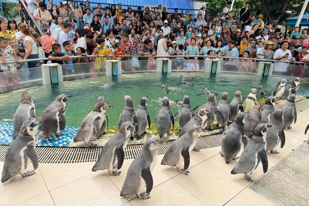 ฝูงแพนกวินสุดน่ารัก สวนสัตว์พัทยา