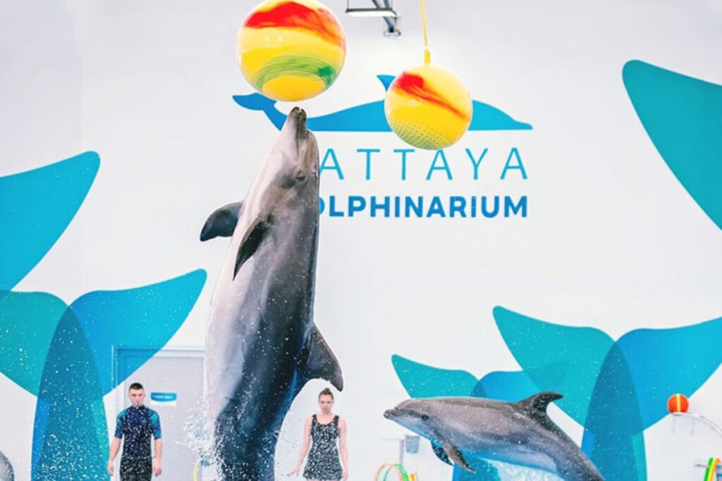 การแสดงโชว์โลมาเล่นลูกบอล