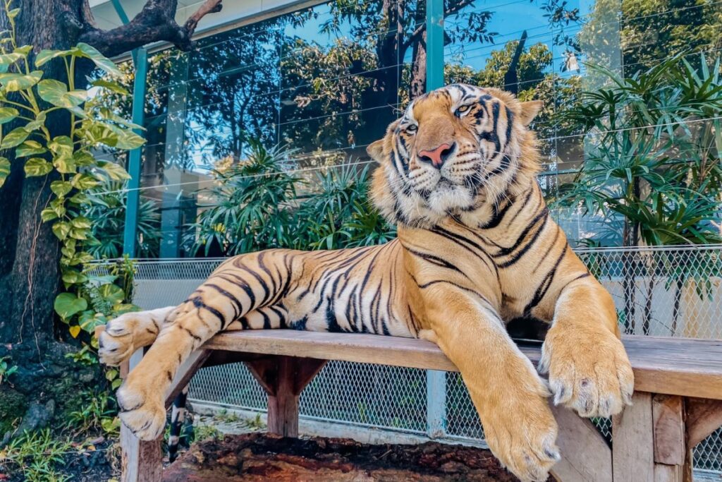 ไทเกอร์พาร์ค สวนสัตว์พัทยาสำหรับทุกวัย