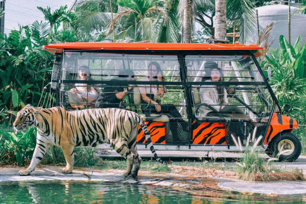 ขับรถชมเสือใน สวนสัตว์พัทยา