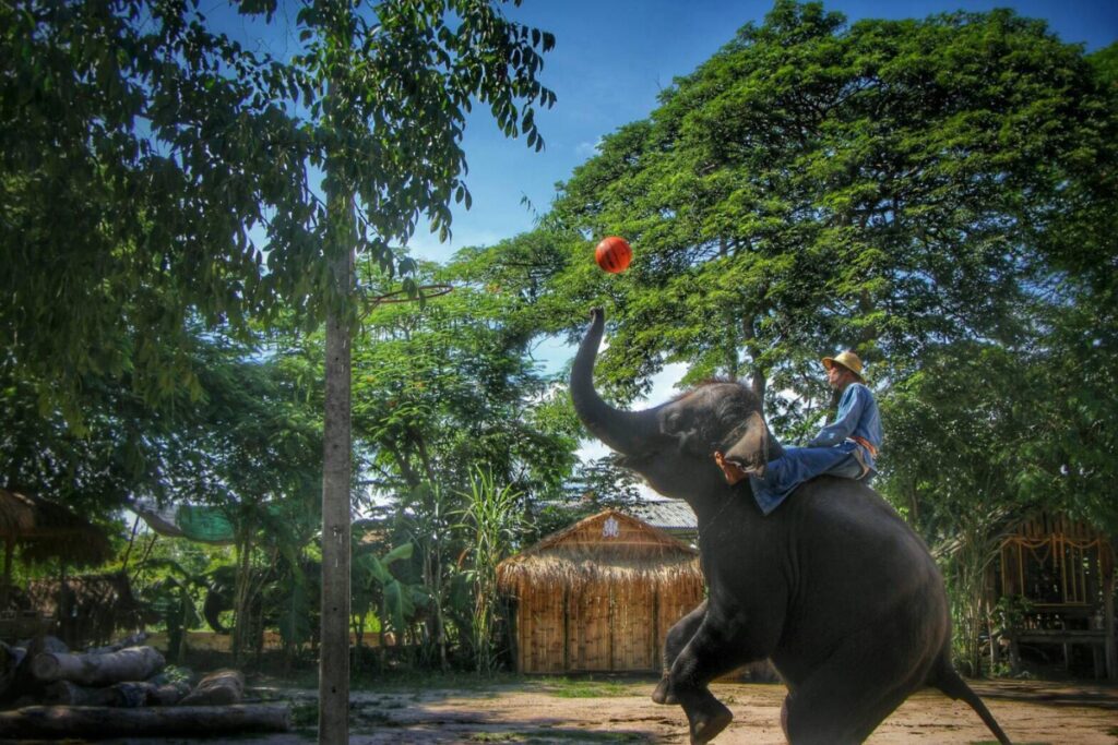 การแสดงช้างเล่นลูกบอล