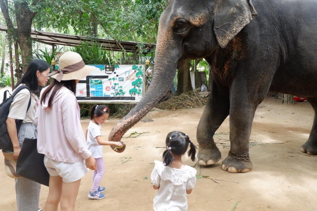 เด็กให้อาหารช้าง ณ หมู่บ้านช้างพัทยา