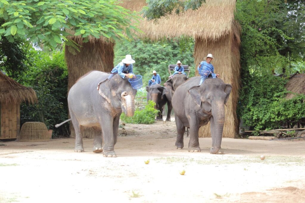ควาญช้างโยนตะกร้อ ณ หมู่บ้านช้างพัทยา