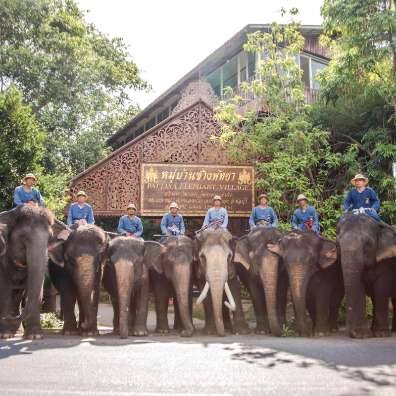 elephant village pattaya team photo