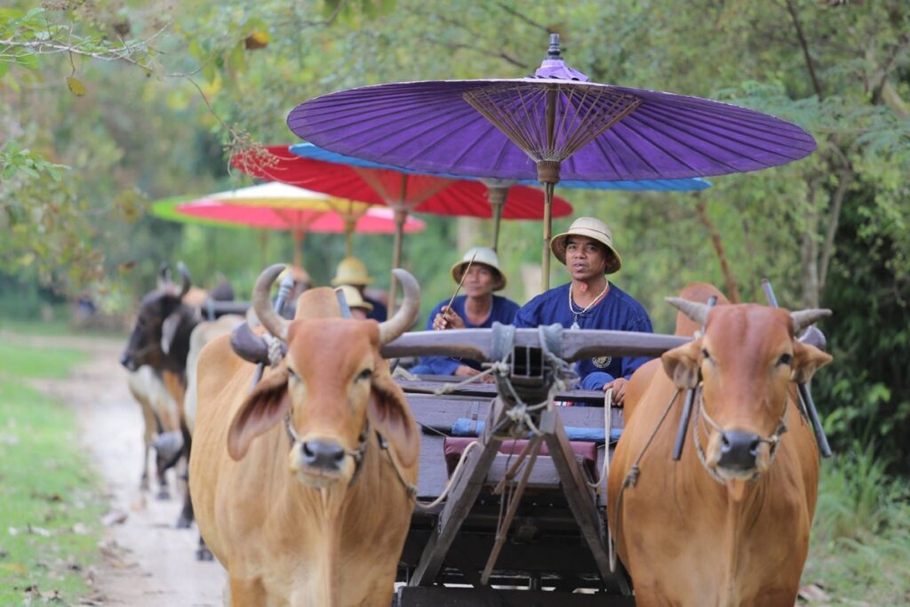 กิจกรรมนั่งเกวียนไม้