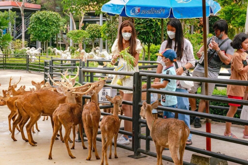feeding deer at nongnooch garden pattaya